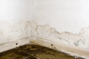  شركة معالجة الرطوبة في عجمان